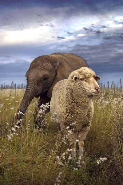 Animal Elephantandsheep