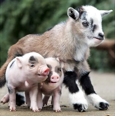 Animal Goatpig