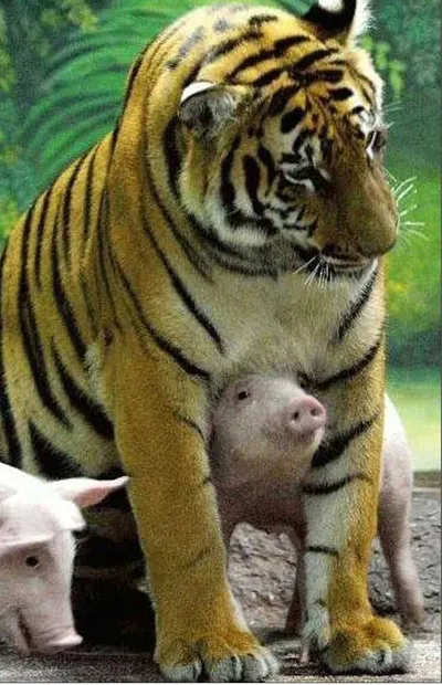 Animal Pigtiger