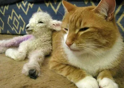 Animall Lambcat