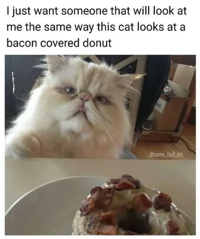 Bacon Doughnutcat
