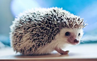Cute Hedgehog Small Animal Wallpapers