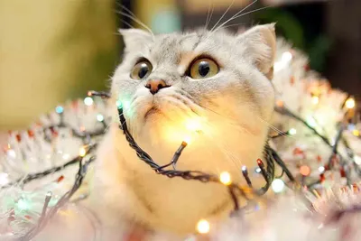 Christmas Cat Lights