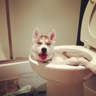 Cute Husky