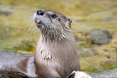 Funny Otter Blep
