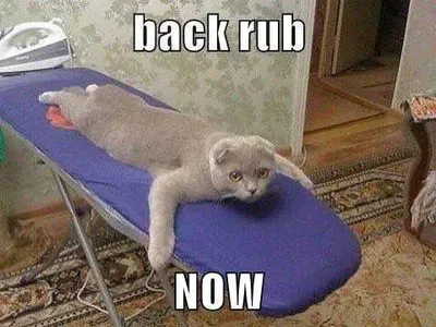 Funny Cat Pictures  Demanding Cat