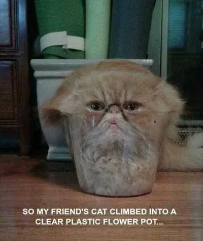 Funny Cat Pictures  CatErminator