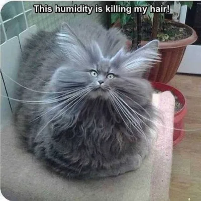 Cat Fluffy