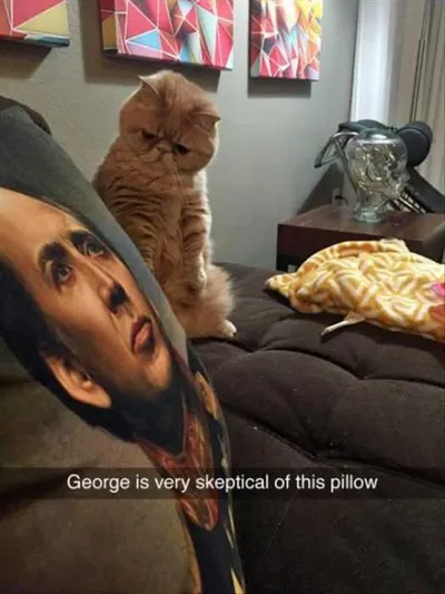Cat Nick Cage