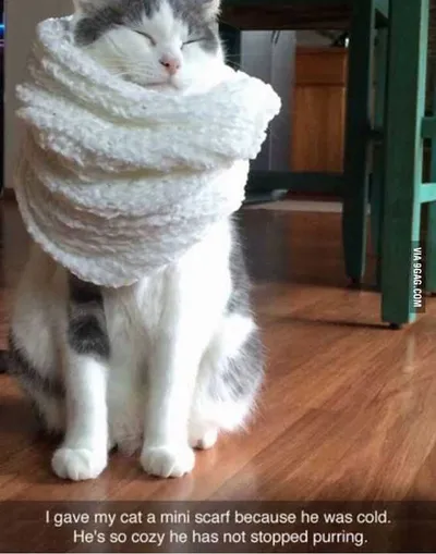 Cat Scarf