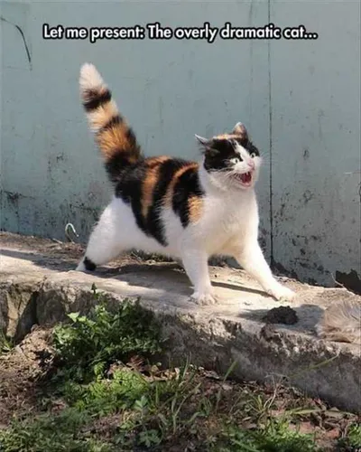 Funny Cat Pictures  Just Saw The Devil Look