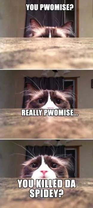 Funny Cat Pictures  Kitty Scared Of Spidey