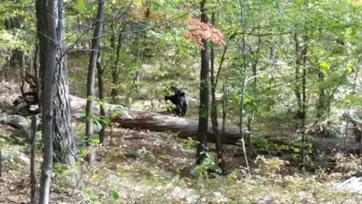Unbelievable Photos  Bearly Escaped