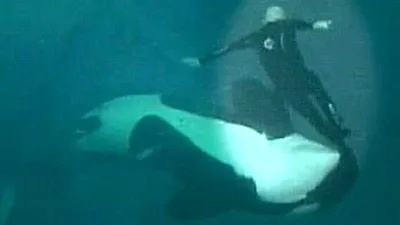 Unbelievable Photos  Killer Whale