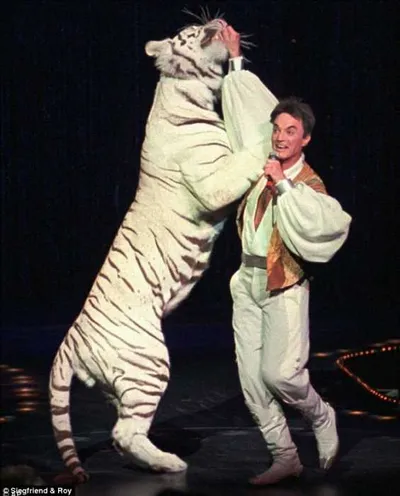 Unbelievable Photos  Sigfried