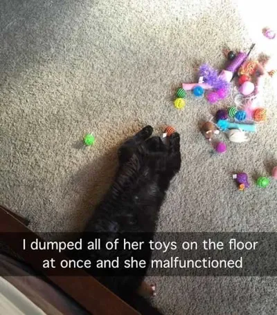 Funny Images Clean  Cat Malfunction
