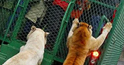 Screen Shot 2018 03 12 At 12.29.29 Am