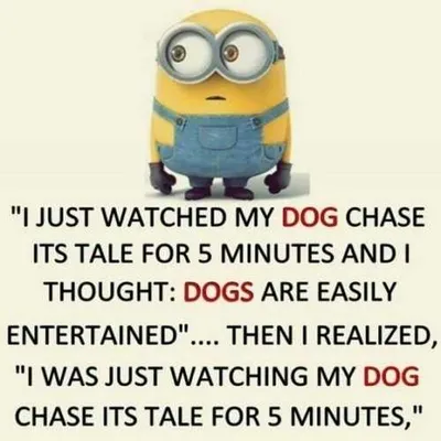 Minion Then Chase Dog 5