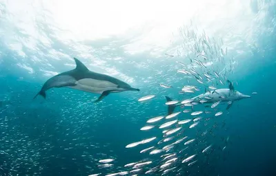 Screen Shot 2018 04 01 At 12.32.13 Pm