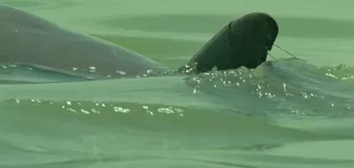 Screen Shot 2018 04 01 At 12.35.22 Pm