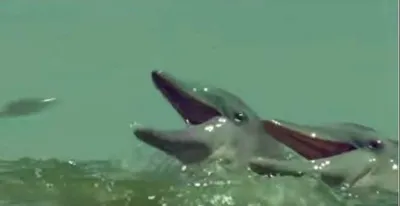 Screen Shot 2018 04 01 At 12.39.33 Pm