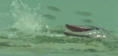 Screen Shot 2018 04 01 At 12.41.27 Pm