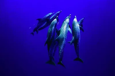 Screen Shot 2018 04 01 At 12.43.43 Pm