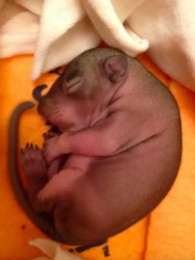 Screen Shot 2018 04 07 At 2.37.20 Pm