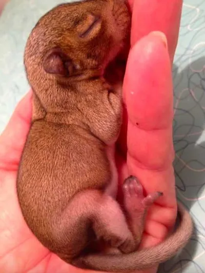 Screen Shot 2018 04 07 At 2.37.59 Pm