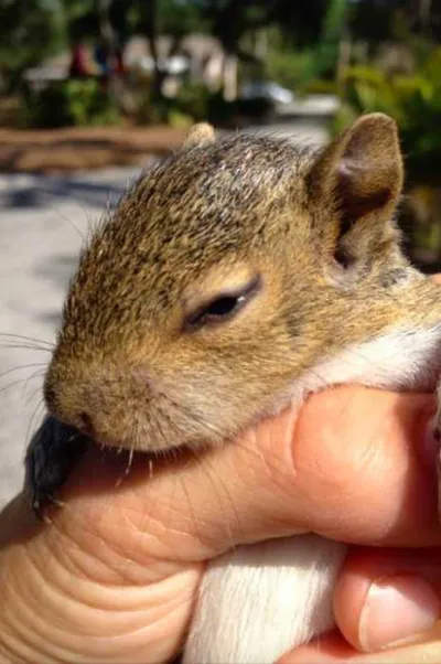 Screen Shot 2018 04 07 At 2.39.30 Pm