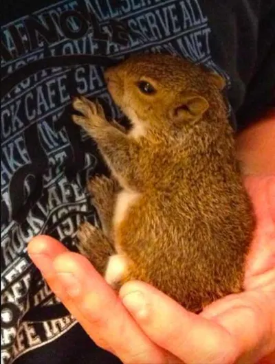 Screen Shot 2018 04 07 At 2.40.25 Pm