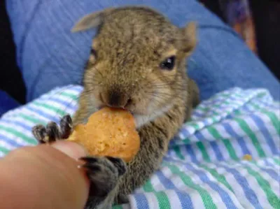 Screen Shot 2018 04 07 At 2.42.14 Pm