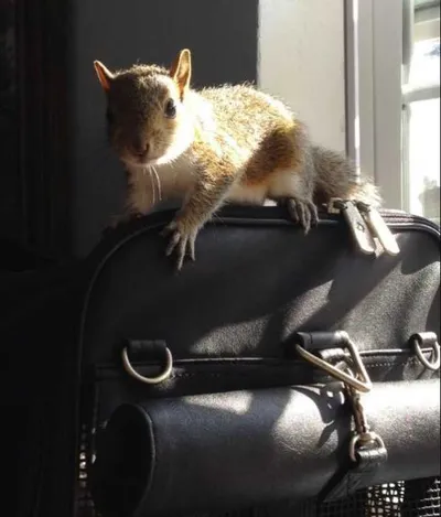 Screen Shot 2018 04 07 At 2.42.56 Pm