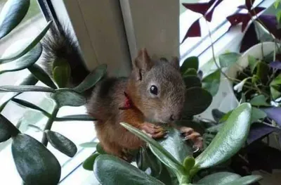 Screen Shot 2018 04 07 At 2.45.31 Pm