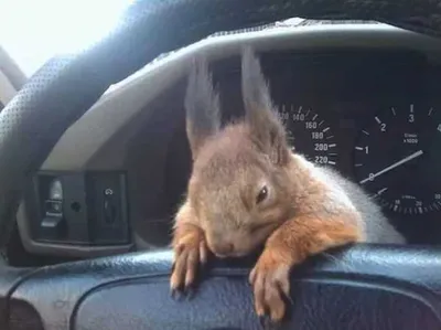 Screen Shot 2018 04 07 At 2.47.23 Pm