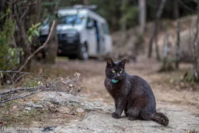 Photogenic Cats  Roam The Great Outdoors