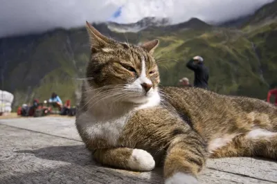 Photogenic Cat  In The Fields