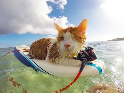 Photogenic Cats  Surfer Cat