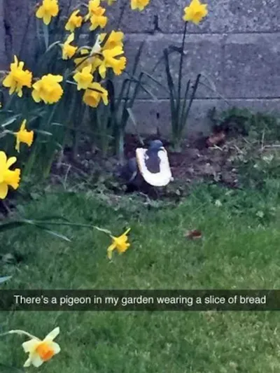 Funny Pigeon Bread