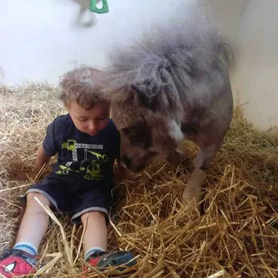 Pumpkin Deacon 2 Facebook