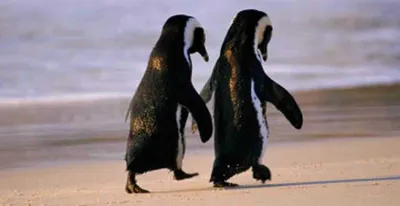 Screen Shot 2018 07 16 At 1.55.17 Am