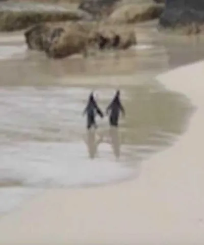 Screen Shot 2018 07 16 At 2.04.44 Am