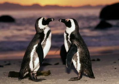 Screen Shot 2018 07 16 At 2.10.52 Am