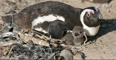 Screen Shot 2018 07 16 At 2.20.43 Am