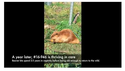 Screen Shot 2018 07 20 At 11.37.03 Am