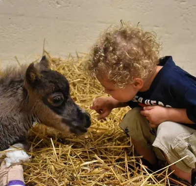Animalchannel Pumpkin