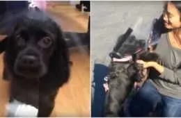 15531877 Dog Who Was Blind For Years Gets Life Changing B93Deb24 M