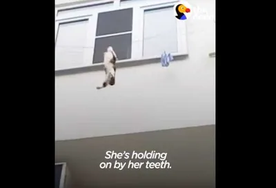 Screen Shot 2018 08 20 At 1.21.05 Am