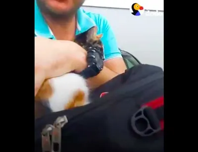 Screen Shot 2018 08 20 At 1.37.52 Am