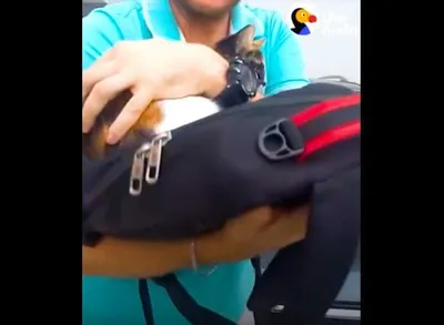 Screen Shot 2018 08 20 At 1.43.21 Am